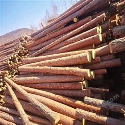 亿展木业 1米-8米杉木杆打桩木 护坡防洪桩 杉木桩各个规格供应